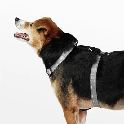 Arnés H Para Perro XS PP277 en oferta outlet Colombia saldos a huevo