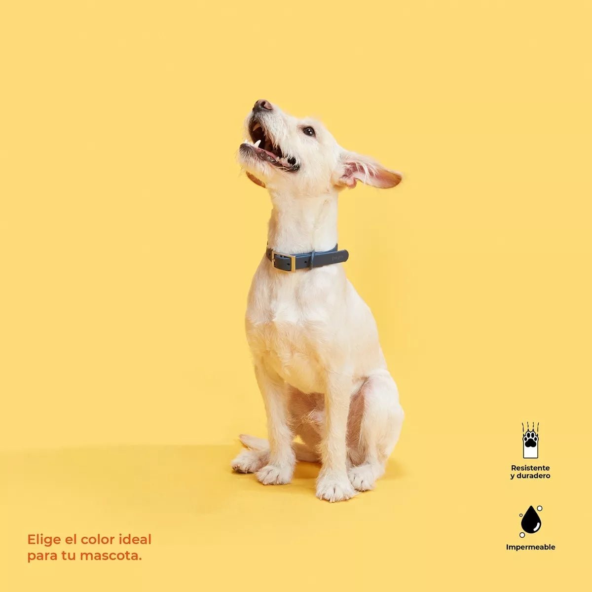 Collar Perro Caucho Impermeable Azul - Peps en oferta outlet Colombia saldos a huevo