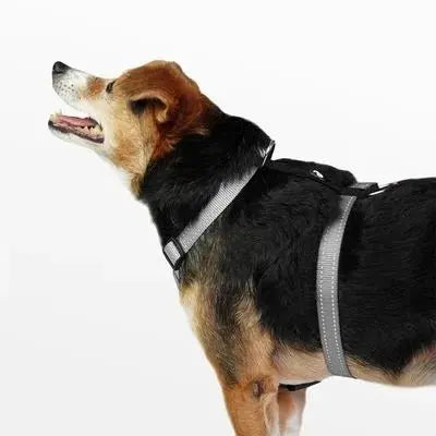 Arnés H Para Perro XS PP277 en oferta outlet Colombia saldos a huevo