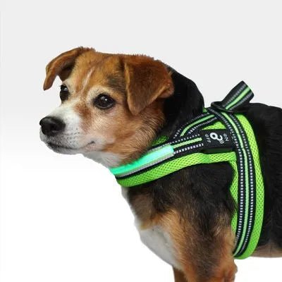 Arnes para perro 3 Funciones con Luz Led Verde Talla P PP330 - Saldos A Huevo